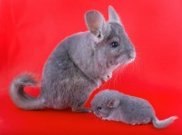 /album/het-fokken-met-chinchillas-/a10397397-violet-ebonite-chinchilla-and-baby-on-white-background-isolated-jpg/