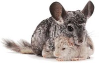 /album/het-fokken-met-chinchillas-/chinchilla-0-jpg/