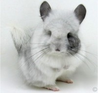 /album/het-fokken-met-chinchillas-/the-chinchilla2-jpg/