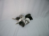 /album/het-fokken-met-chinchillas-/a2chinchillas3-jpg/