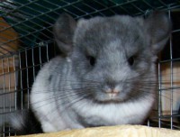 /album/het-fokken-met-chinchillas-/a101-0783-jpg/