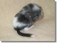 /album/het-fokken-met-chinchillas-/baby-chinchilla-06-jpg/