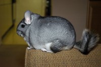 /album/het-fokken-met-chinchillas-/chinchilla-lanigera1-jpg/