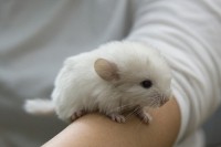 /album/het-fokken-met-chinchillas-/tumblr-kt6ce1a6z21qa5vi3o1-500-jpg/