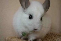 /album/het-fokken-met-chinchillas-/images-jpg1/